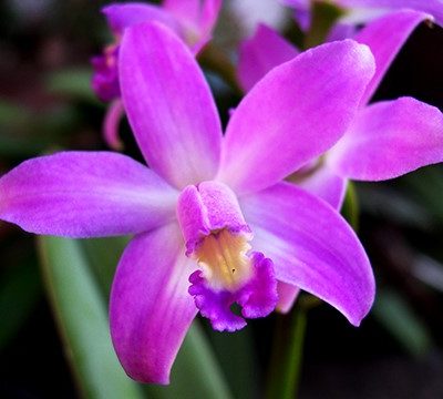 Laelia Rupestris