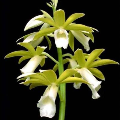 Phaius Tankervilleae Alba X Self