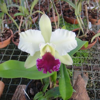 Blc. Magic Meadow `Napoleon´ X Lc. Mary´s Song