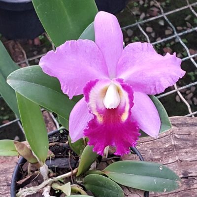 Blc. Chia Lin `New City´ X Lc. Aloha Case X Blc. Chin Hua