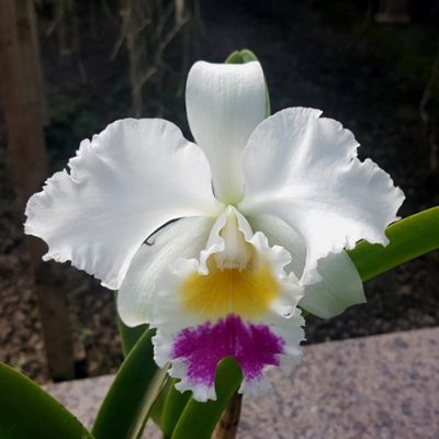 Blc. Red Empress X (Blc.Shellie Compton X Lc. Melody Fair)