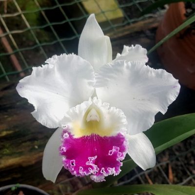 Lc. Mikkie Nagata X (C. Cynthia Model X Lc. Captain Pessoa)