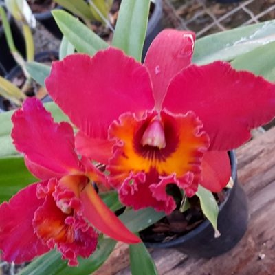 Pot. Sally Taylor `Red´ X Blc. Owen Holmes `Ponkan´