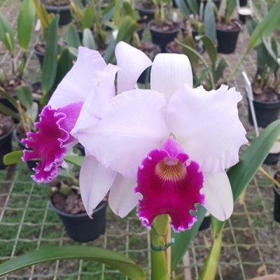 C. Horace Maxima X Blc. Chia Lin `New City´