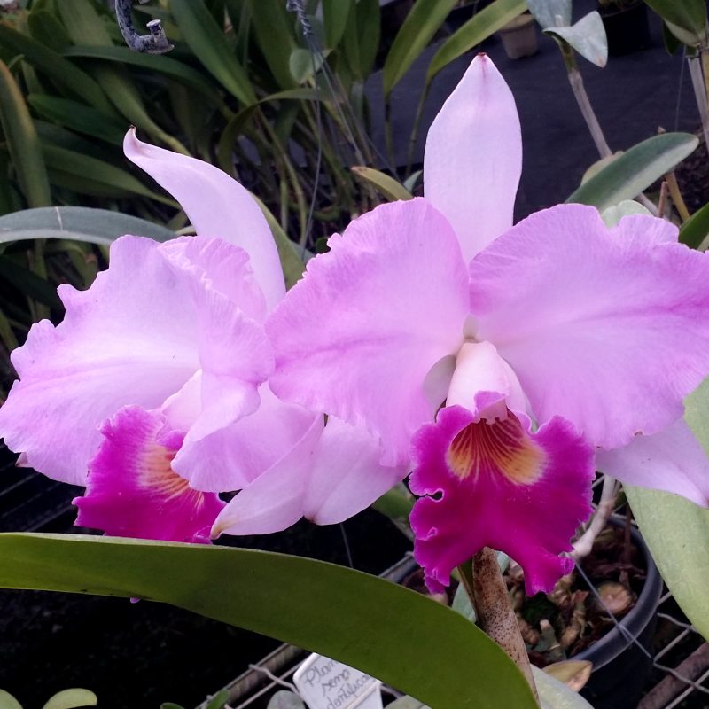 Lc. Excelsior `The Globe´ x Blc. Bonanza