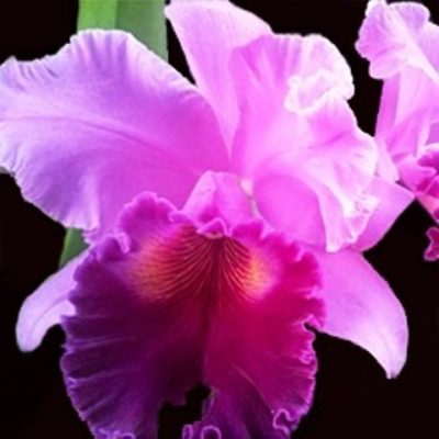 Blc. Amy Wakasugi