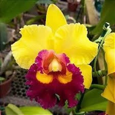 Blc. Asia Sunlight `CT. Splendor´