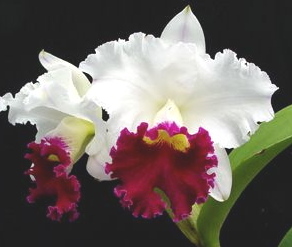 Blc. Chyong Guu `Ruby Lip´