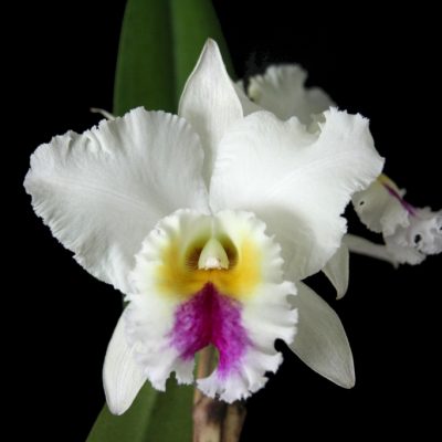 Blc. Enid Moore `Belle´