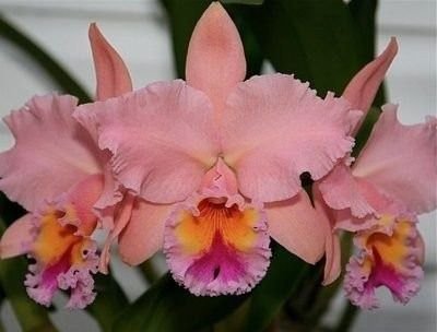 Blc. George King Serendipity