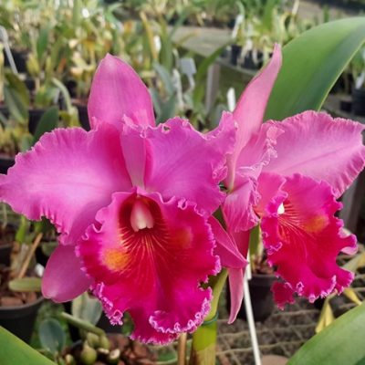 Blc. George Suzuki X Blc. Chia Lin