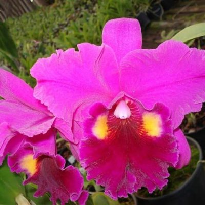 Blc. Herons Roon `Grapeland´