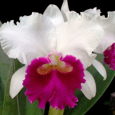 Blc. Persepolis `Splendor´