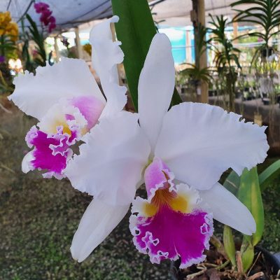 Lc. Mikkie Nagata X C. Sonia Altemburg