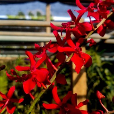 Renanthera Aazimah X Rhy. Gigantea