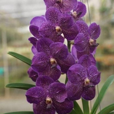 Vanda Wilas X Kasem’s Delight – Com Haste Floral (PROMOÇÃO)