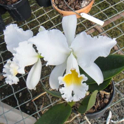 Lc. Nobile´s `Virgin´