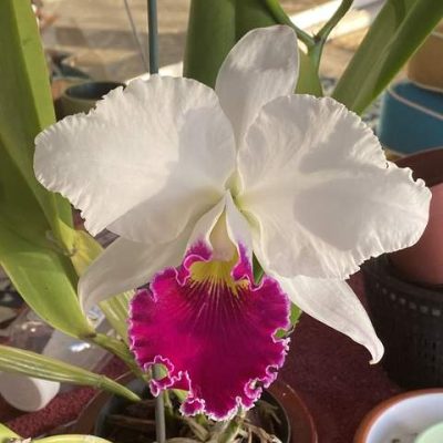 Blc. Chyong Guu Swan