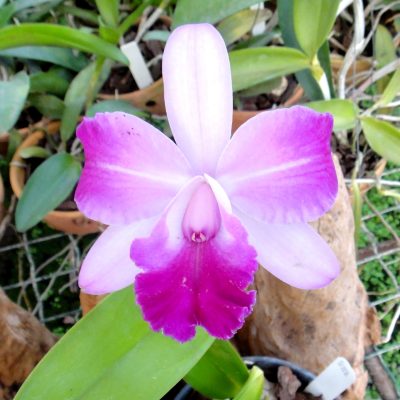 Blc. Fantasy Dream