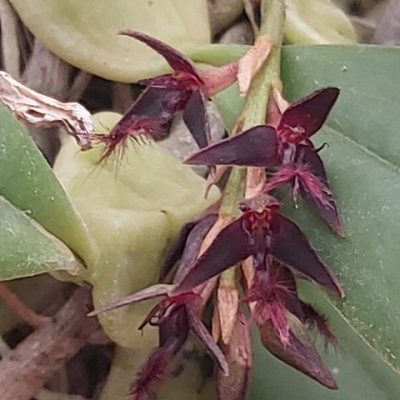 Bulbophyllum Barbigerum