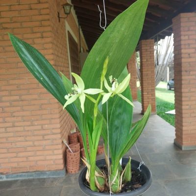 Coelogyne Pandurata – Planta Florida