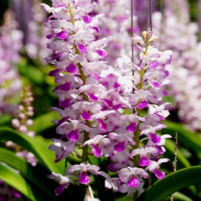 Rhynchostylis Coelestis Pink