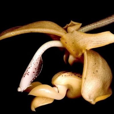 Stanhopea Anfracta