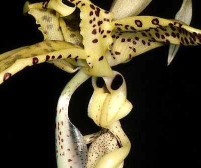 Stanhopea Costaricensis