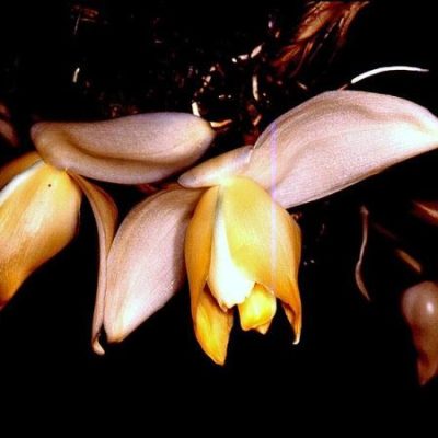 Stanhopea Tricornis