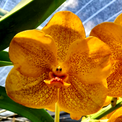 Vanda Chao Praya Gold X Udom Gold