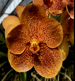 Vanda Fuchs Harvest Moon X Dhongchai Pusavat, Nº 530