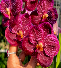 Vanda Gordon Dillon X Kulwadee Fragrance Dark Red Spot