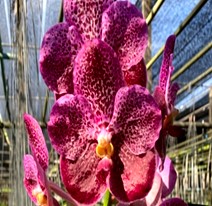 Vanda Gordon Dillon X Kulwadee Fragrance Red Waxy