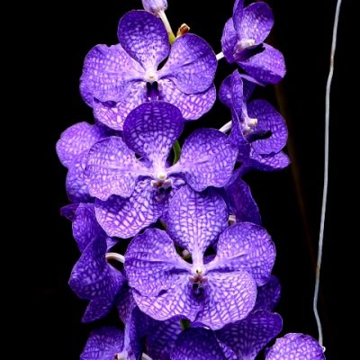 Vanda Pakchong Blue X Coerulea