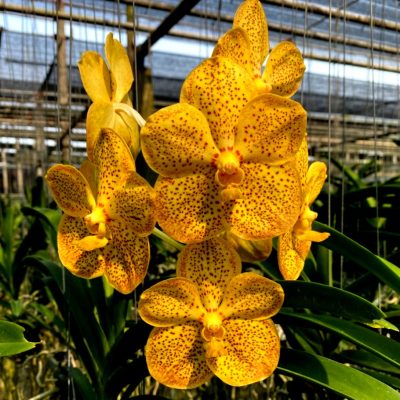 Vanda Rasri Gold X Suksamran Gold