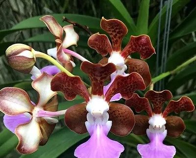 Vanda Insignis