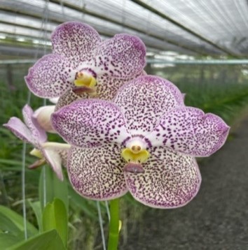 Vanda Kulwadee X Thay Spot, Nº 1