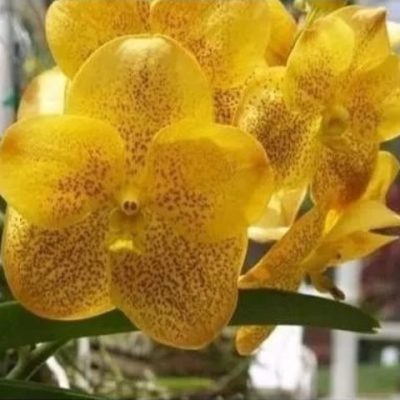 Vanda Pranerm Prai X Thananchai