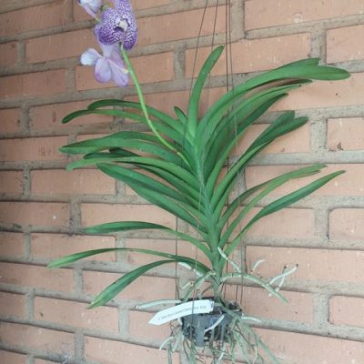 Vanda Tokyo Blue X V. Somsri Classic Blue, Nº 305- Planta Florida (PROMOÇÃO)