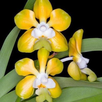 Vanda Denisoniana `Prapran´x Denisoniana `Attorney´