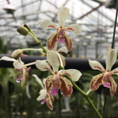 Vanda Lamellata `Okinawa´x Sib