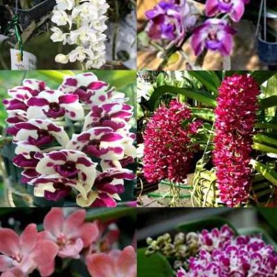 A08 – Pacote De 6 Mudas De Rhynchostylis De R$ 28,00 Cada Por R$ 25,00 Cada