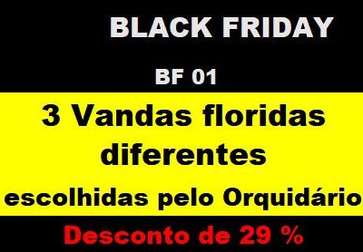 BF_01 – 3 Vandas Floridas Diferentes Escolhidas Pelo Orquidário