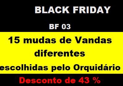 BF_03 – 15 Mudas De Vandas Diferentes Escolhidas Pelo Orquidário