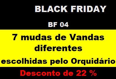 BF_04 – 7 Mudas De Vandas Diferentes Escolhidas Pelo Orquidário