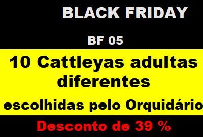 BF_05 – 10 Cattleyas Adultas Diferentes Escolhidas Pelo Orquidário