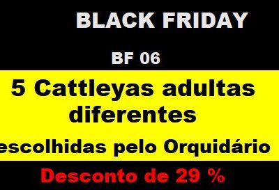 BF_06 – 5 Cattleyas Adultas Diferentes Escolhidas Pelo Orquidário