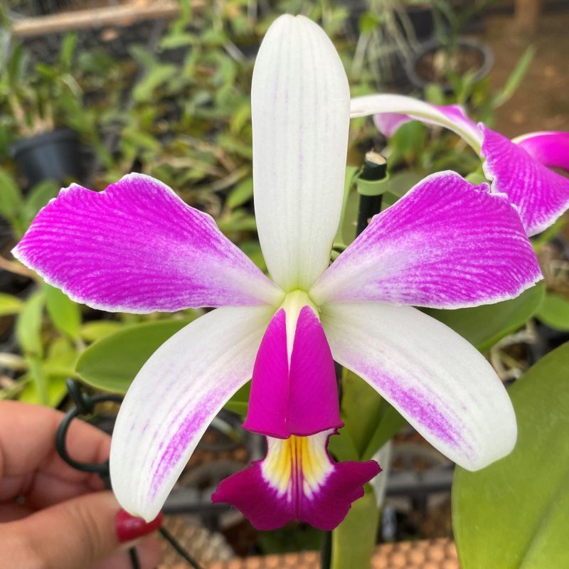 Cattleya violacea semi alba flâmea