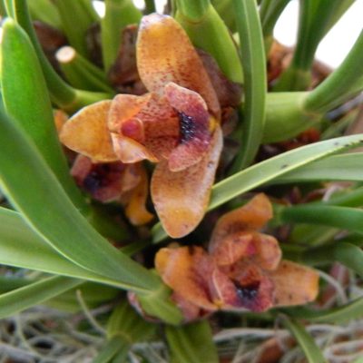 Maxillaria Madida