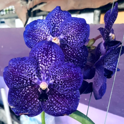 Vanda Dr. Anek X Kasem’s Delight, 4n